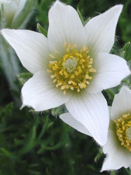 Anémone pulsatile 'White Swann'