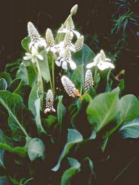 Anemopsis de Californie
