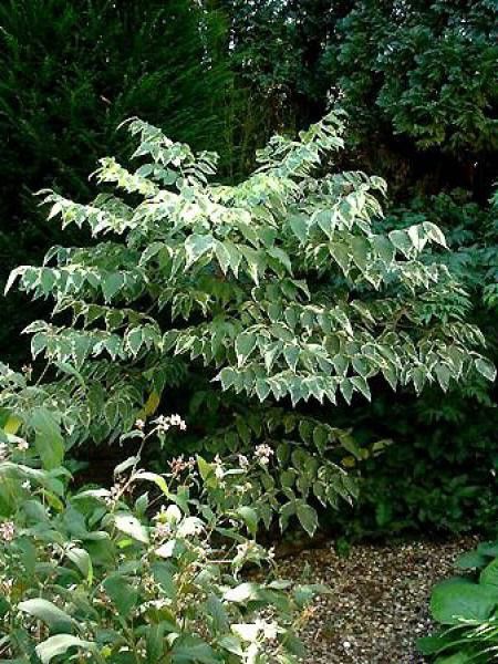 Angélique de Chine 'Variegata'