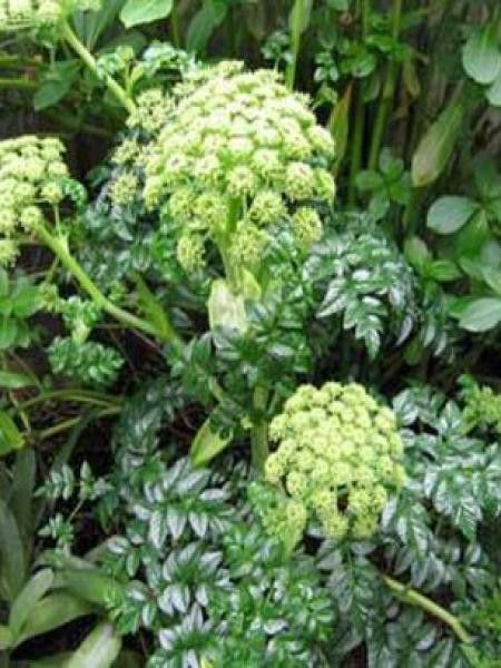 Angélique pachycarpa