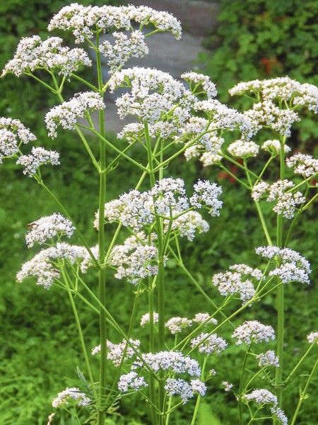 Anis vert, Pimpinelle