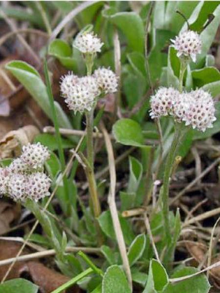 Antennaire plantaginifolia 