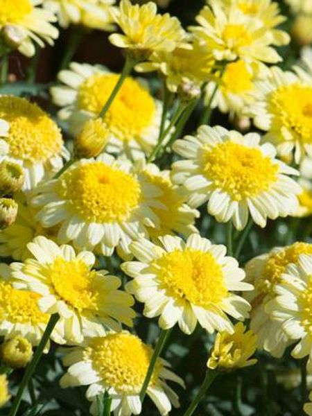 Anthémis 'Crested Yellow'