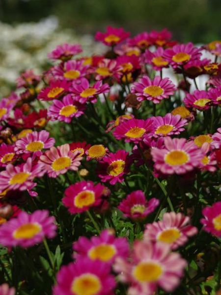 Anthémis 'Summit Dark Pink'