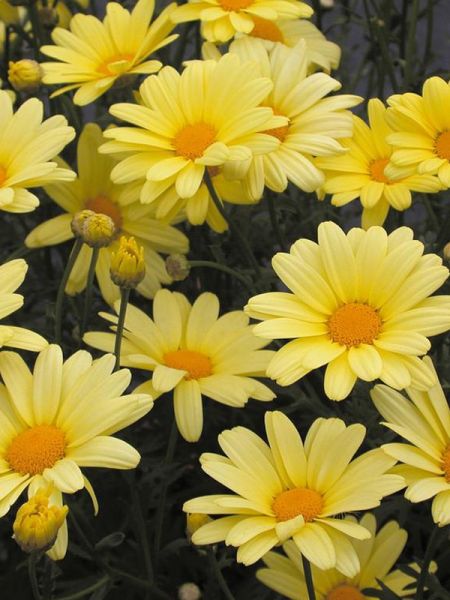 Anthémis 'Butterfly'