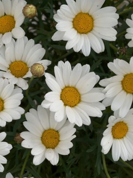 Anthémis 'Everest White'