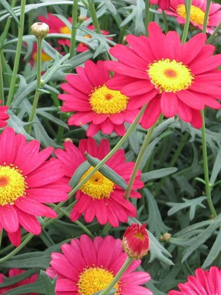 Anthémis 'Aramis Wine Red'