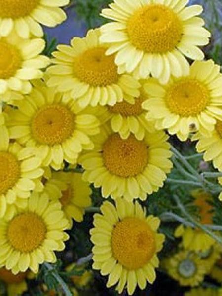 Anthemis tinctoria 'Dwarf Form'