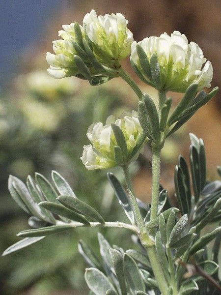 Anthyllide barbe de Jupiter, Arbuste d'argent