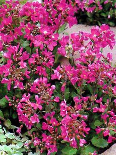 Arabette de Californie