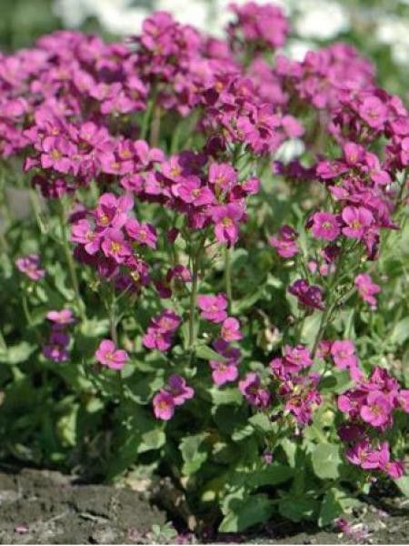 Arabette du Caucase 'Compinkie'