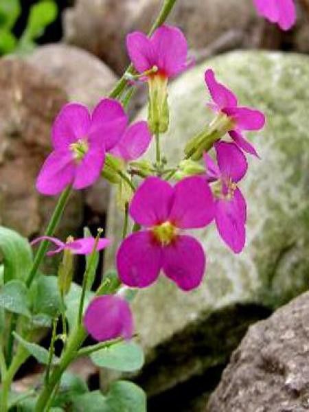 Arabette du Caucase 'Pinkie'