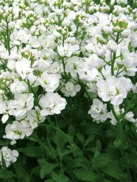 Arabette du Caucase 'Plena'