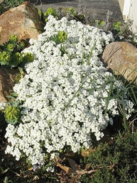 Arabette du Caucase 'Snow Cap'