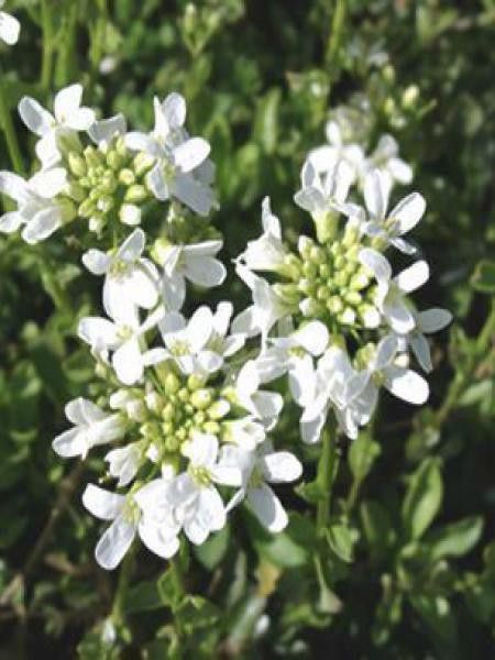 Arabette 'Neuschnee'