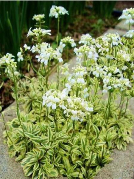 Arabis ferdinandi-coburgii 'Old Gold'