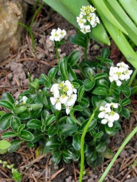 Arabis suendermannii 