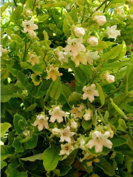 Araujia sericofera 'Alba'