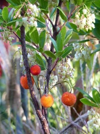 Arbutus unedo 'Compacta'