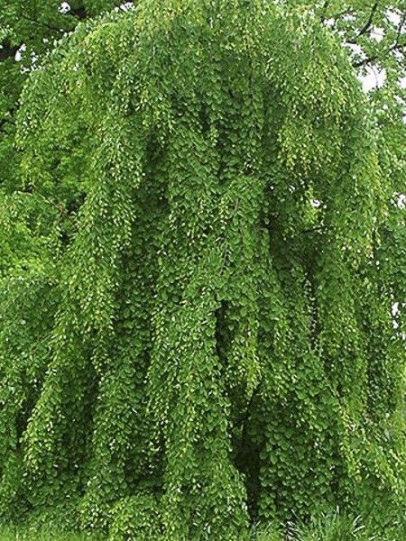 Arbre à caramel pleureur