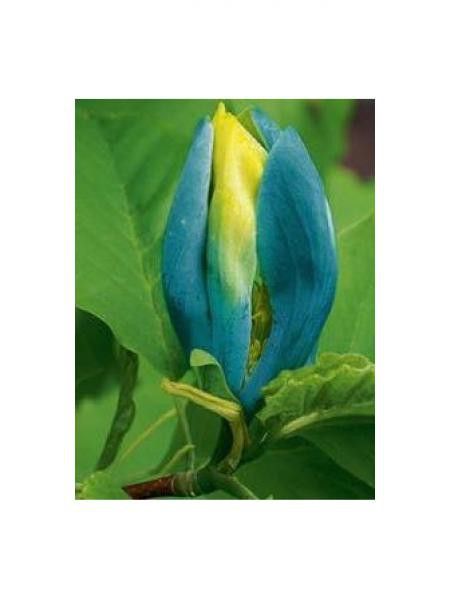 Arbre à cornichons, Magnolia acuminé 'Blue Opal'