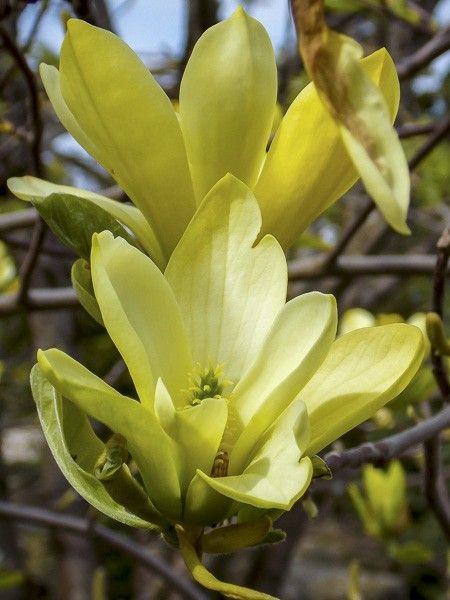 Arbre à cornichons, Magnolia acuminé