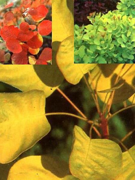 Arbre à perruque 'Golden Spirit®'