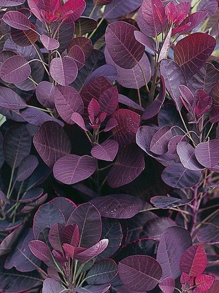 Arbre à perruque 'Lilla'