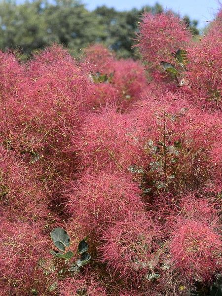 Arbre à perruque 'Red Spirit'