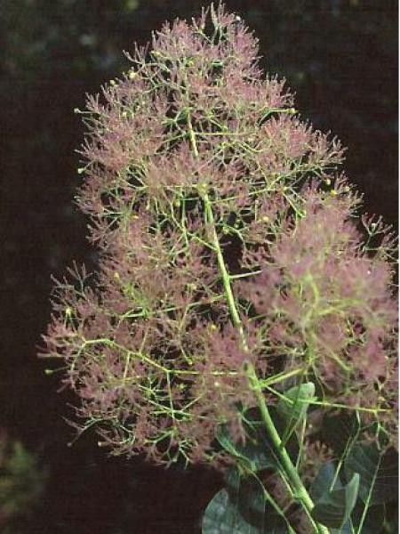 Arbre à perruque 'Young Lady'
