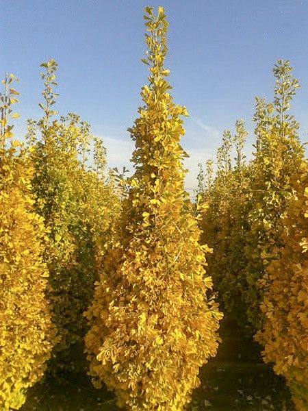 Arbre aux 40 écus 'Eiffel'