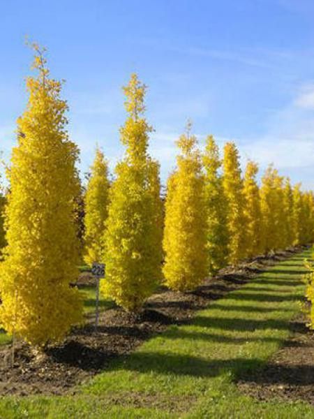 Arbre aux 40 écus 'Fastigiata'