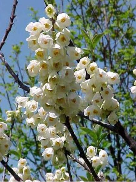 Arbre aux cloches d'argent