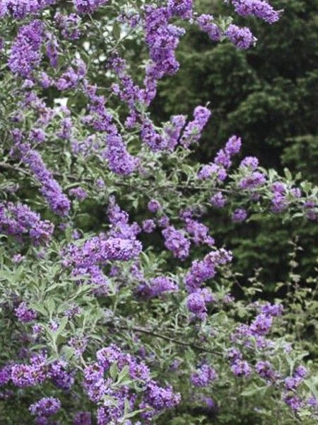 Arbre aux papillons à feuilles alternes 'Unique'