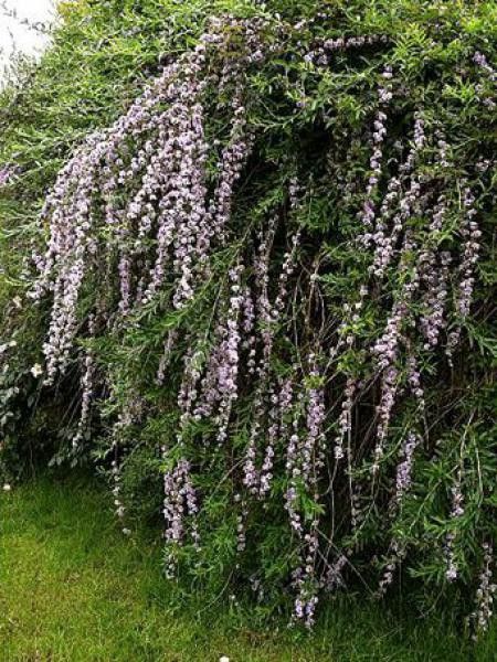 Arbre aux papillons à feuilles alternes