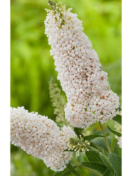 Arbre aux papillons 'Argus® White'