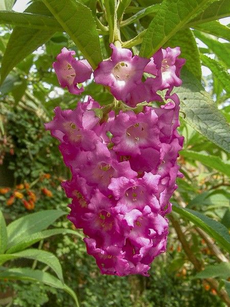 Arbre aux papillons colvilei
