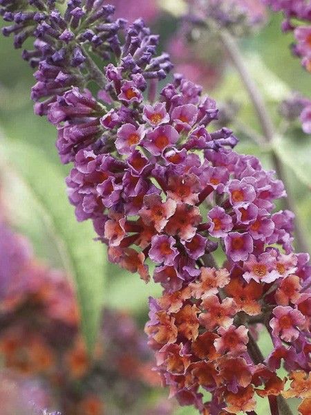 Arbre aux papillons 'Flower Power Bicolor'