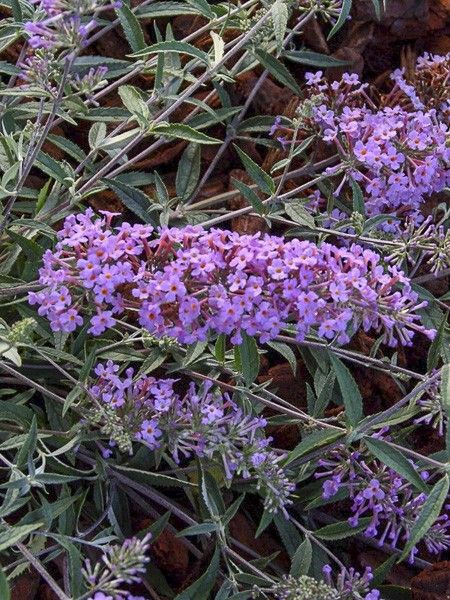 Arbre aux papillons 'Free Petite Lavender Flow'