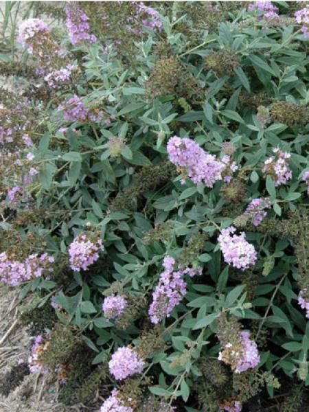 Arbre aux papillons Lilac Chip 'valbud3'