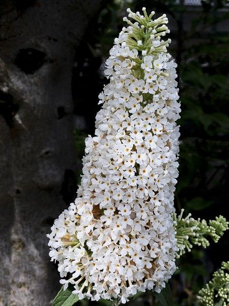 Arbre aux papillons 'Rêve de Papillon White'