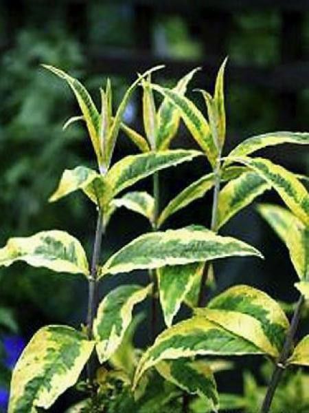 Arbre aux papillons 'Santana'®