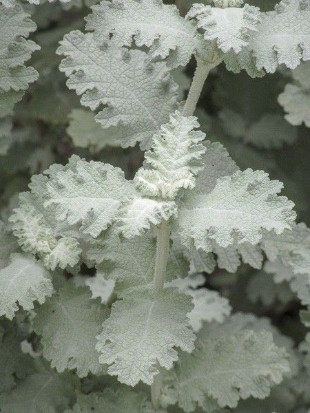 Arbre aux papillons 'Silver Service'