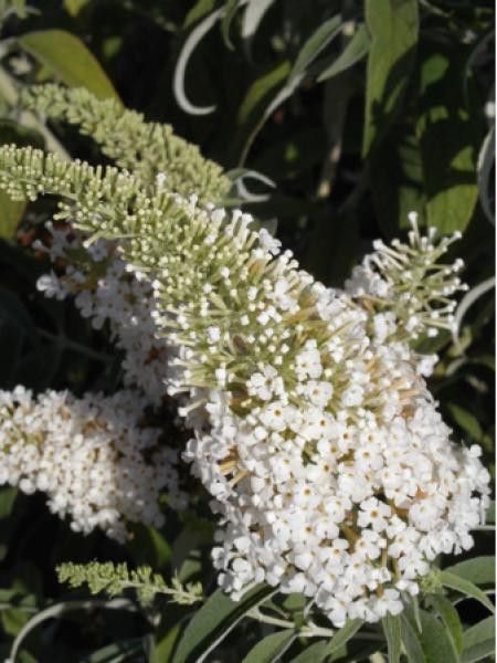 Arbre aux papillons 'White Chip'