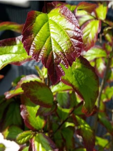 Arbre de fer 'Persian Spire'