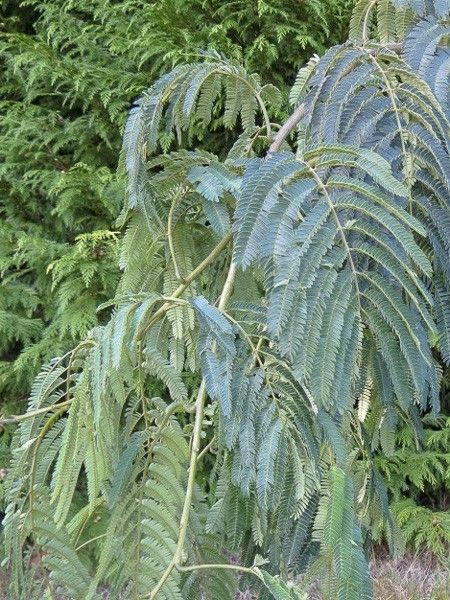 Arbre de soie 'Shidare'