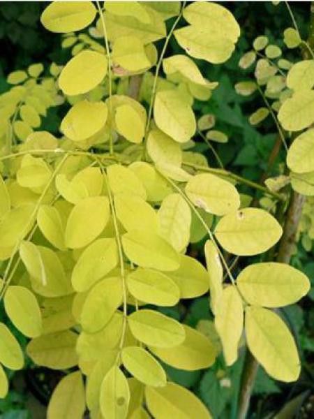 Arbre des pagodes 'Britt's Gold'