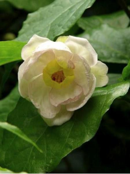 Arbre Pompadour de Chine