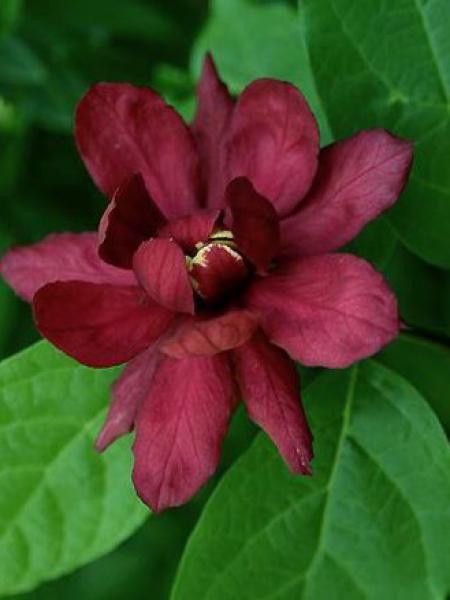 Arbre Pompadour 'Hartlage Wine'