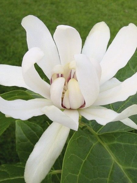 Arbre Pompadour 'Venus'